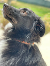Load image into Gallery viewer, Collar - Shark Jaw Bone