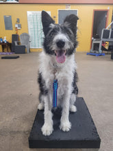Load image into Gallery viewer, 10" Leash Tab with Handle
