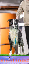 Load image into Gallery viewer, 9" Leash Grab Tag
